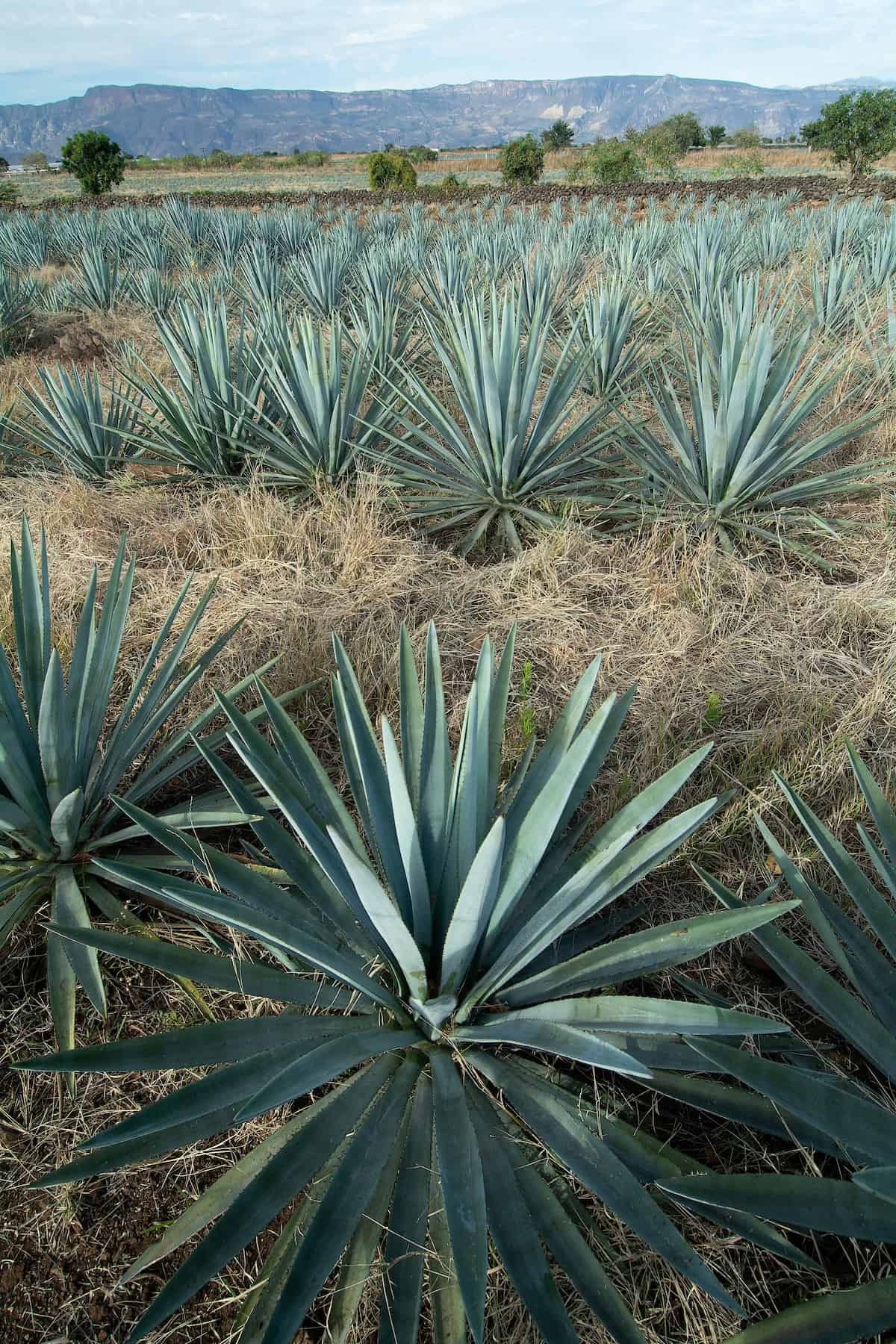 Field of blue agave plants in Mexico