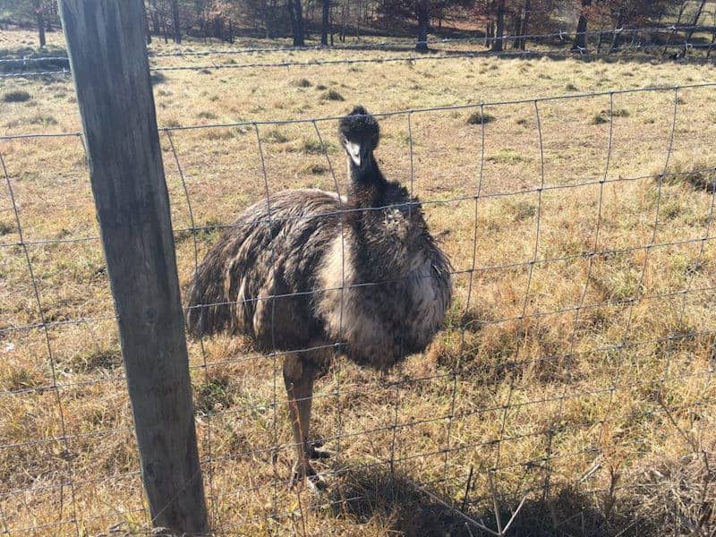 emu behind a fence