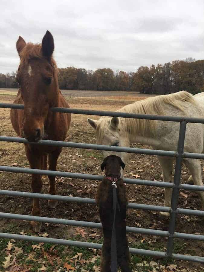 Two horses sniffing dog through fence