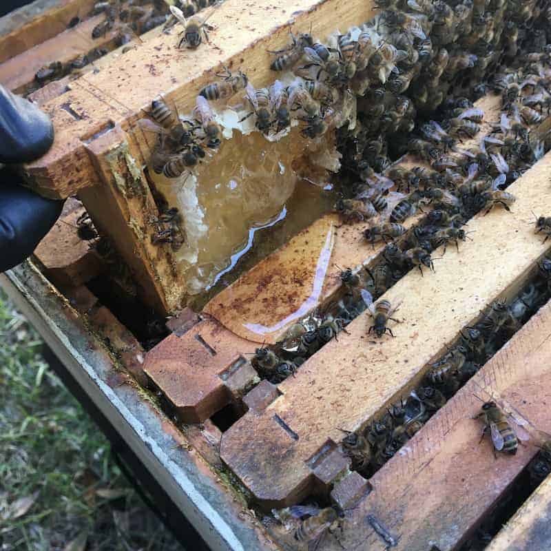 close up view of urban beekeeper removing frame from a beehive