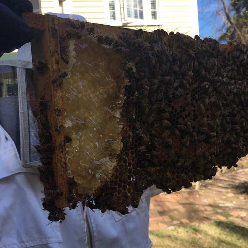 urban beekeeper holding up beehive frame