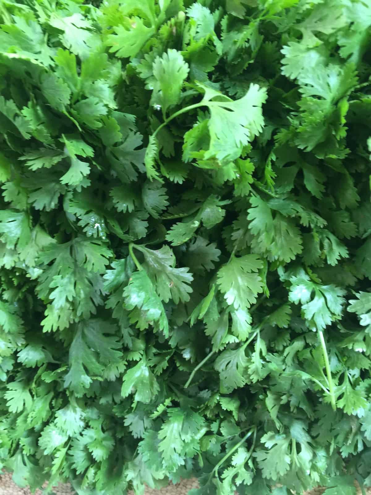 Close up of cilantro leaves