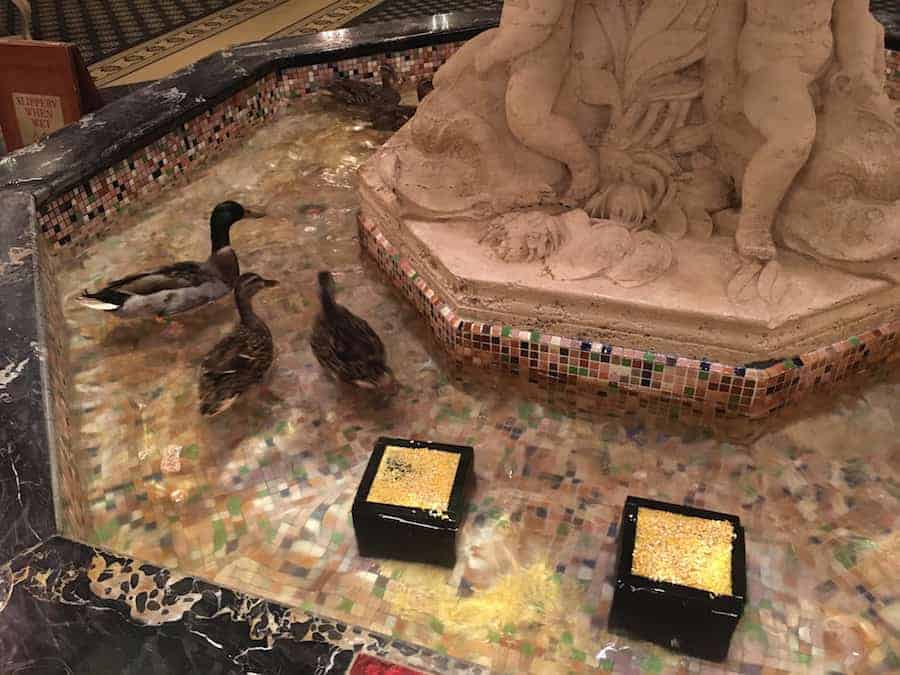 Peabody Hotel ducks swimming in the fountain 