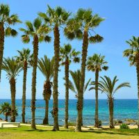 Palm trees lining Paphos Beach in Cyprus