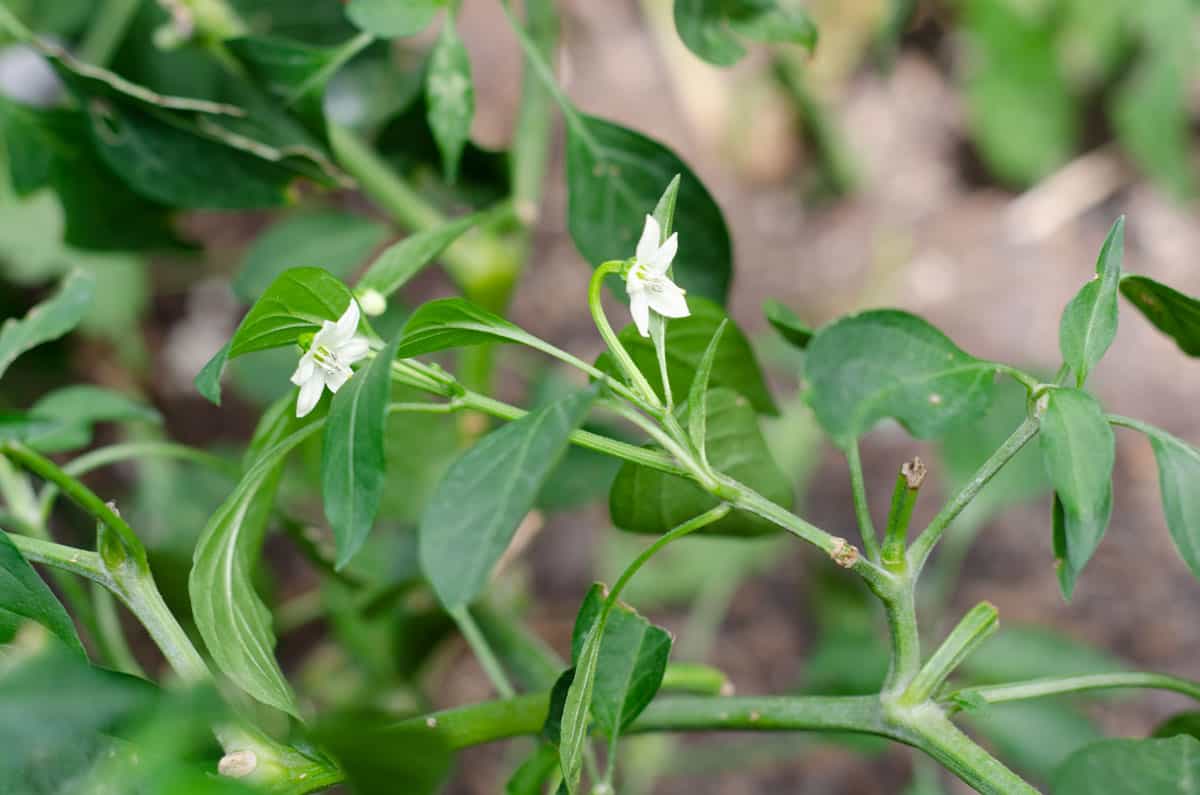 white shishito pepper flowers on the plant surrounded by green leaves