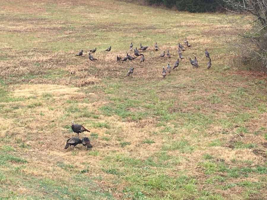 Turkeys in grass