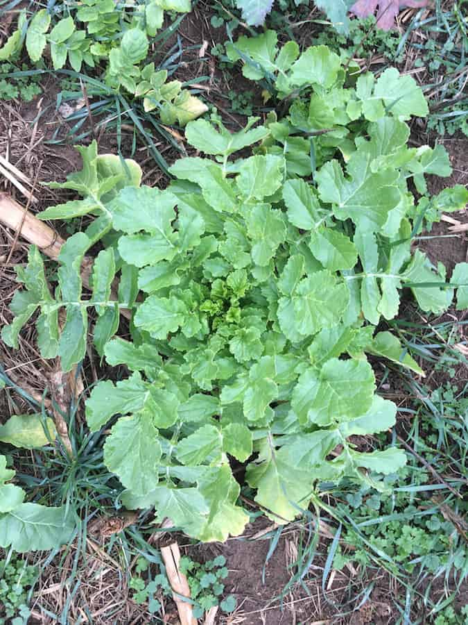 turnip plant