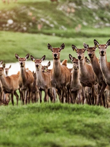 group of deer on farm in grass in New Zeland