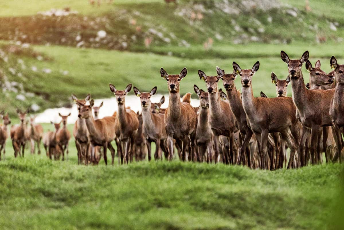 group of deer on farm in grass in New Zeland